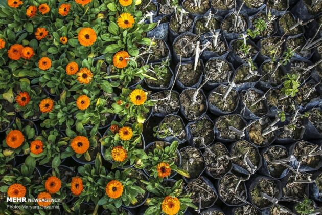 300,000 Flowerpots to Decorate Bojnord in Nowruz