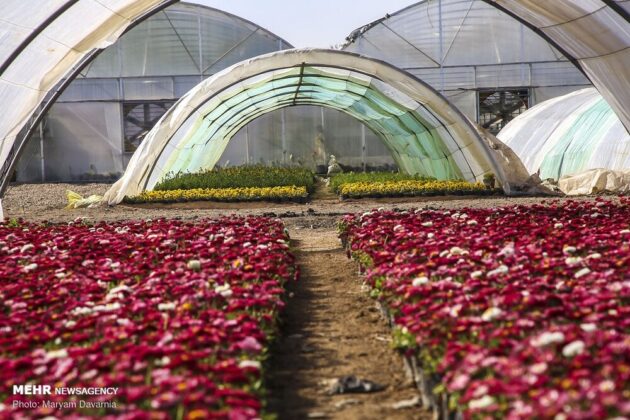 300,000 Flowerpots to Decorate Bojnord in Nowruz