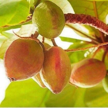 Iran's Sistan & Baluchestan; Home to Most Exotic Fruits