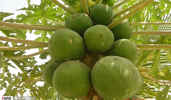 Iran's Sistan & Baluchestan; Home to Most Exotic Fruits