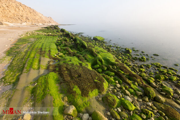 Beauty of Persian Gulf More Tangible at Parsian Coast