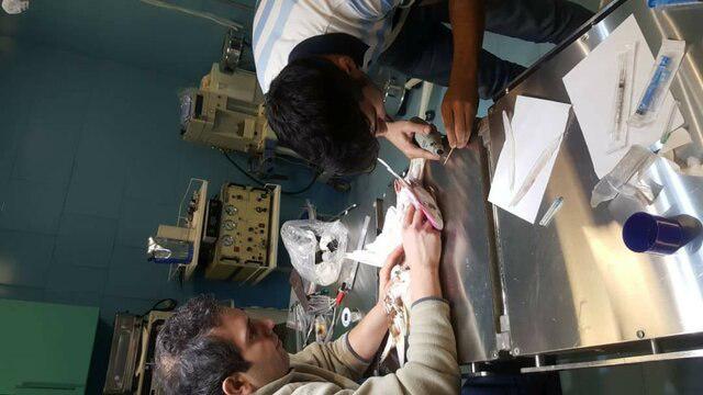 Iranian Vets Perform First Feather Transplant