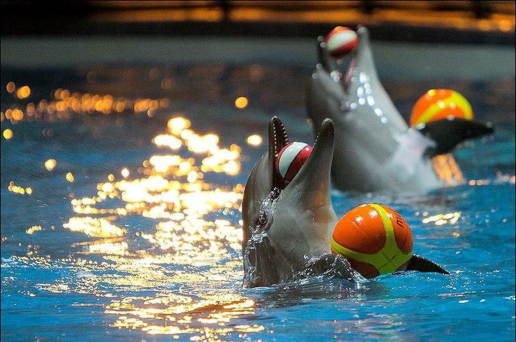 Iran Says Won’t Permit Development of Dolphinariums