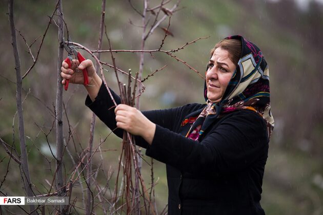 Iranian Woman Making a Living by Weaving Baskets
