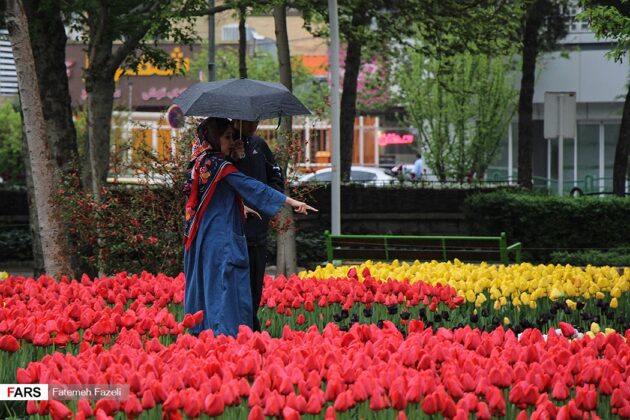 Mashhad Hosts Festival of Tulip, Daffodil Flowers