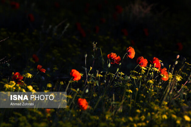 Scenic Beauty of Poppy Fields in Central Iran
