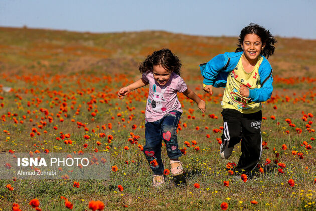 Scenic Beauty of Poppy Fields in Central Iran