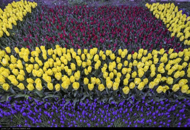Son Covers Street in Tehran with 200,000 Tulips in Mother’s Memory
