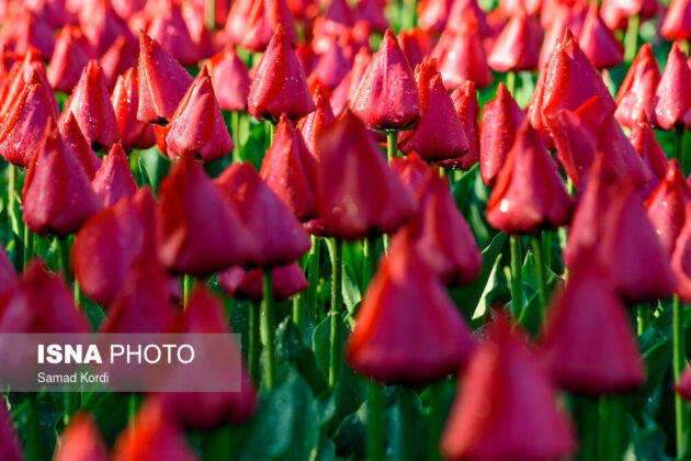 Tulips Festival Underway in Iran’s Alborz Province