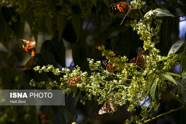 Millions of Butterflies Arrive in Tehran, Create Lovely Scenes
