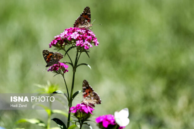 Millions of Butterflies Arrive in Tehran, Create Lovely Scenes