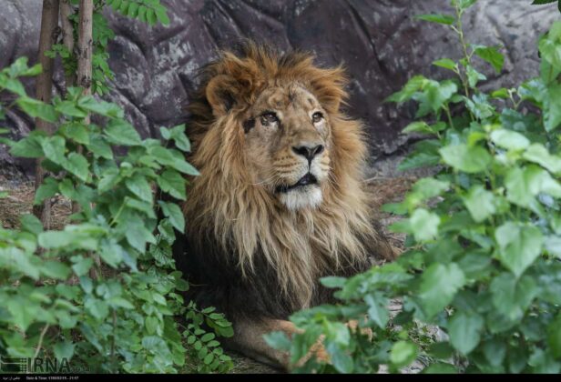 Persian Lion Returns to Iran after 80 Years 3