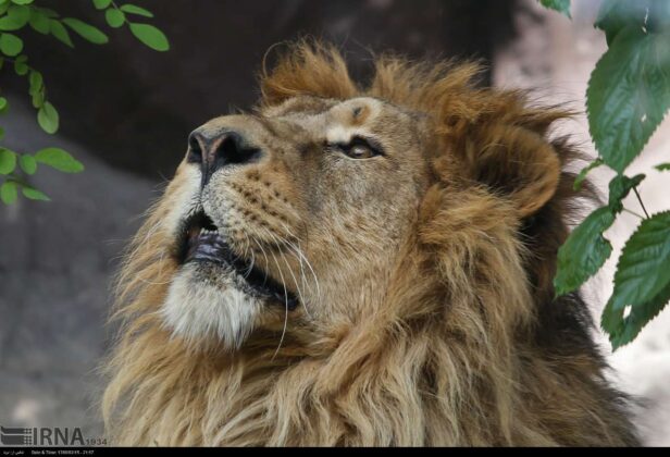 Persian Lion Returns to Iran after 80 Years 4