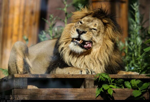 Persian Lion Returns to Iran after 80 Years
