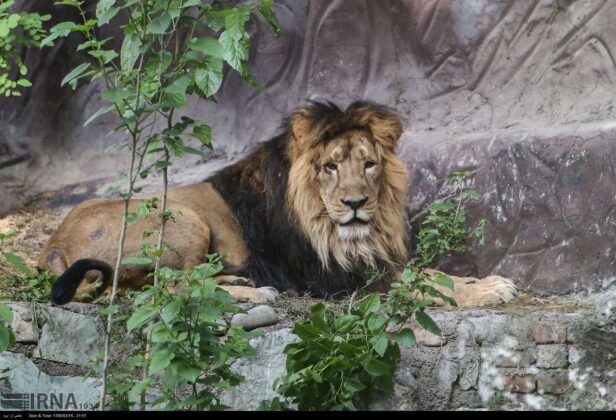 Persian Lion Returns to Iran after 80 Years