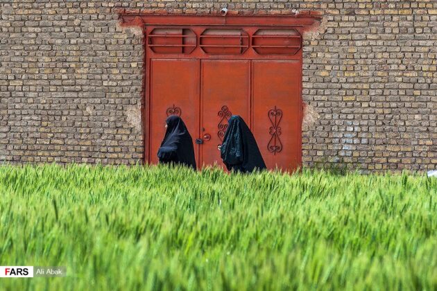 Iran's Beauties in Photos: Sorkheh Wheat Fields