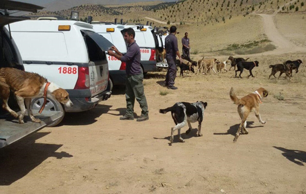 Stray Dogs of Tehran Controlled by Feeding Stations