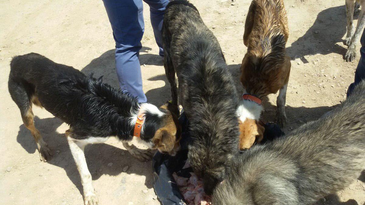 Stray Dogs of Tehran Controlled by Feeding Stations