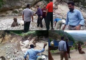 Men Arrested for Stoning Bear Cub to Death in Iran