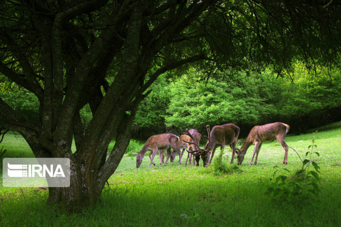 Iran’s Beauties in Photos: Arasbaran Biosphere Reserve