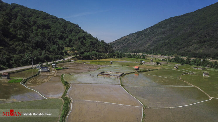 Rice Cultivation Starts in Iran’s Mazandaran