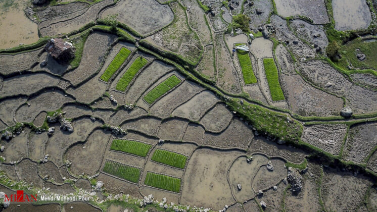 Rice Cultivation Starts in Iran’s Mazandaran