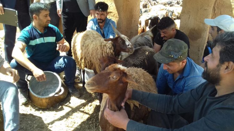 400-Year-Old Milking Ritual Still Observed in Central Iran