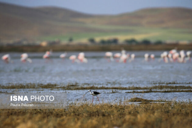 Agh-Gol Wetland Hosting Colourful Flamingos