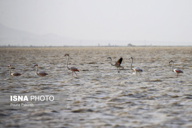 Agh-Gol Wetland Hosting Colourful Flamingos