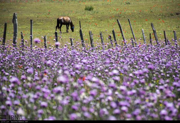 Iran’s Beauties in Photos: Spring in Gilan