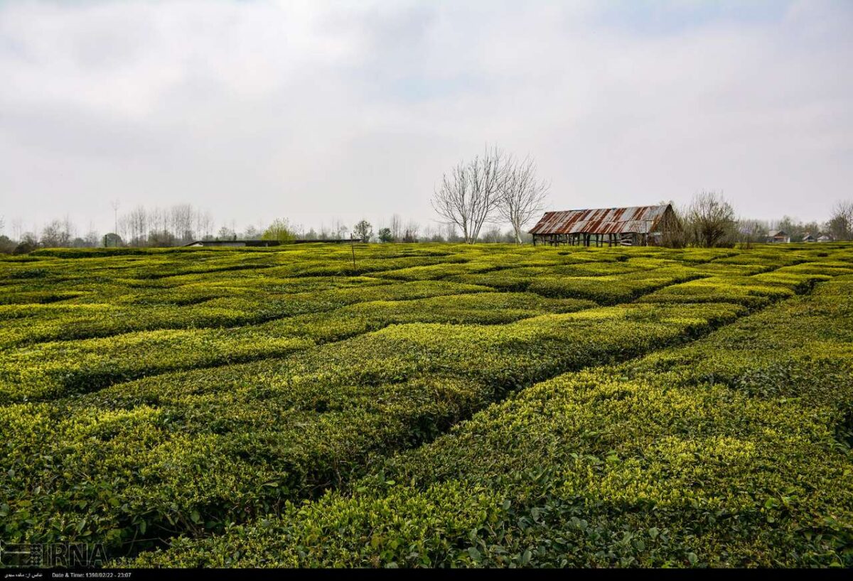 Iran’s Beauties in Photos: Spring in Gilan