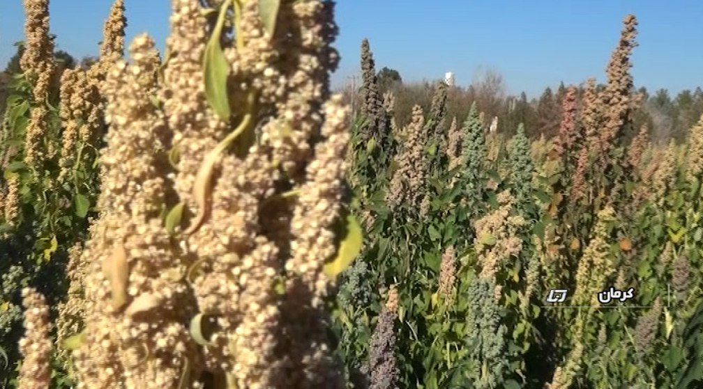 Iranian Farmers Start Growing Quinoa