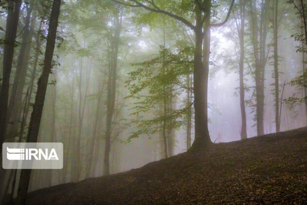 Iran’s Hyrcanian Forests Registered as World Heritage