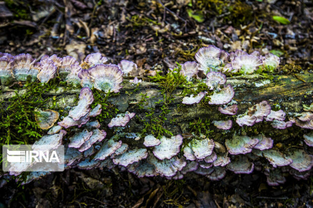 Iran’s Hyrcanian Forests Registered as World Heritage