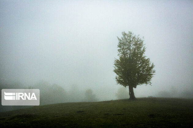 Iran’s Hyrcanian Forests Registered as World Heritage