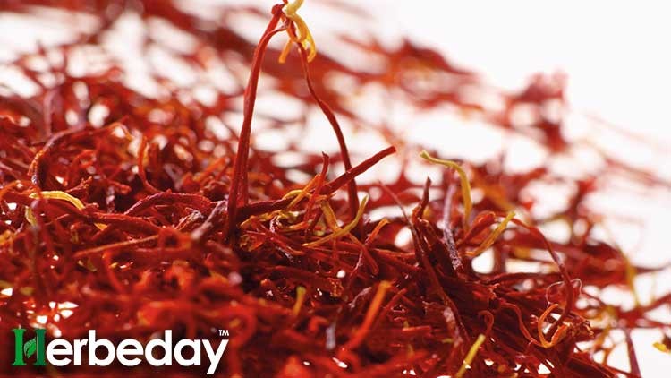 Saffron: A Miraculous Plant with Anti-Cancer, Anti-Alzheimer's Properties