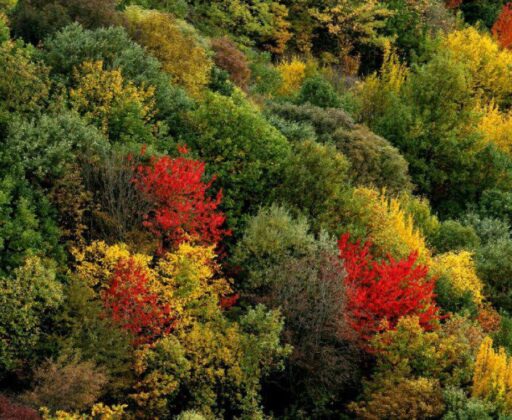 Iran’s Hyrcanian Forests Registered as World Heritage