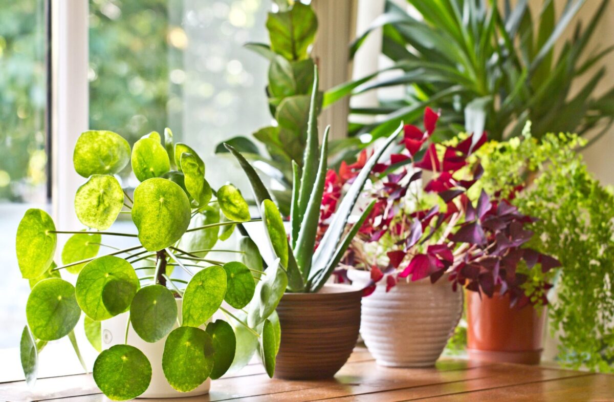 6 Plants to Lend Fresh Ambiance to Your House 1 6 Plants to Lend Fresh Ambiance to Your House