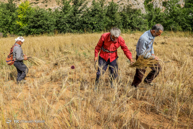 Iran’s Beauties in Photos: Traditional Wheat Harvest