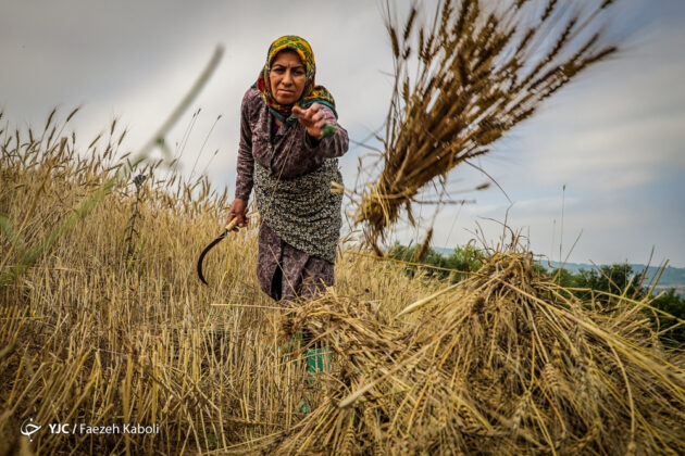 Iran’s Beauties in Photos: Traditional Wheat Harvest