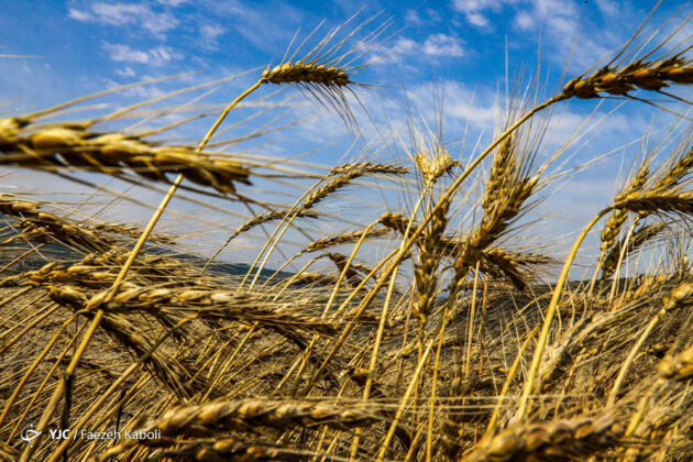 Iran’s Beauties in Photos: Traditional Wheat Harvest