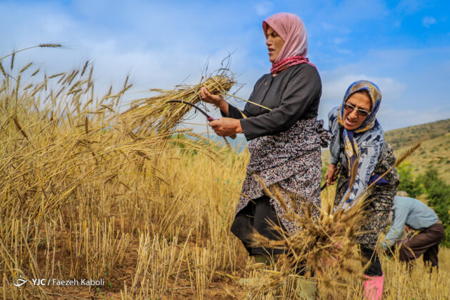 Iran’s Beauties in Photos: Traditional Wheat Harvest