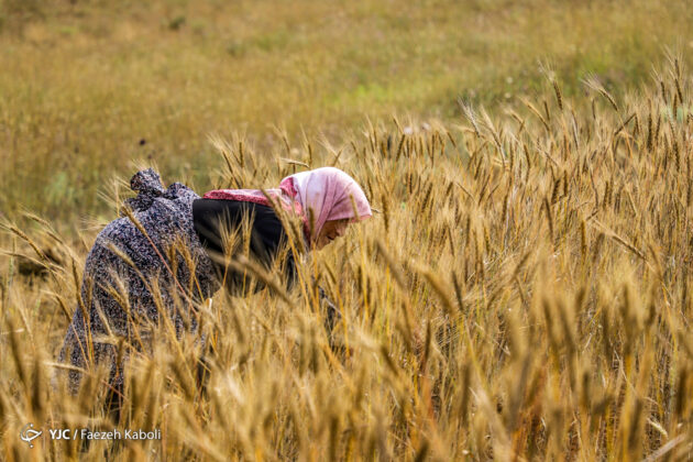 Iran’s Beauties in Photos: Traditional Wheat Harvest