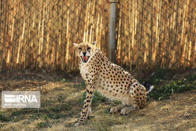 Cheetah 13