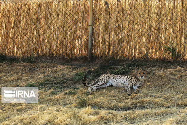 Cheetah 15
