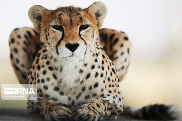 Iran Marks National Day of Asiatic Cheetah