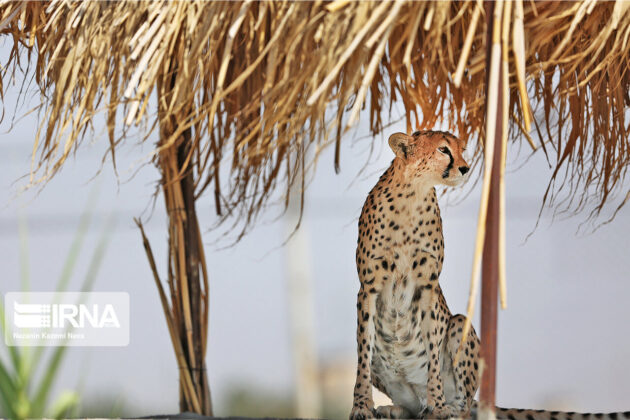 Iran Marks National Day of Asiatic Cheetah