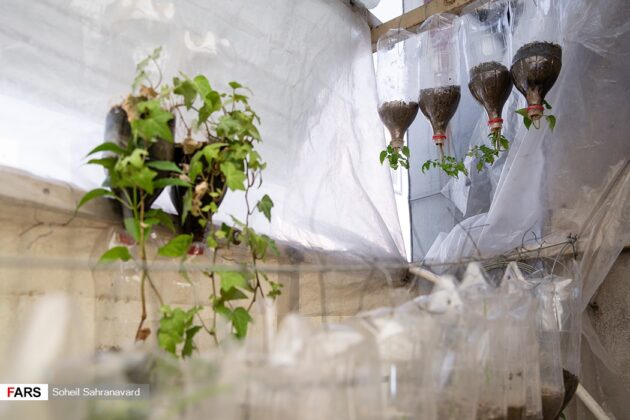 ‘Green House’ in Tehran Uses Plastic Bottles for Decoration