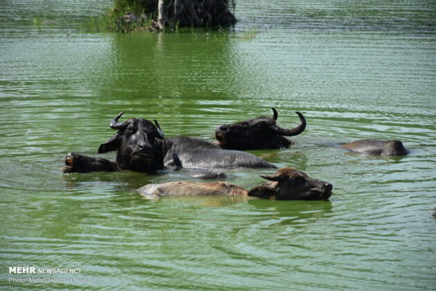 Buffalos Beat Summer Heat by Bathing in Steel Lagoon