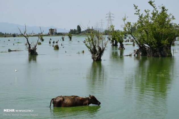 Buffalos Beat Summer Heat by Bathing in Steel Lagoon